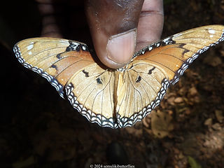 Hypolimnas misippus.jpeg