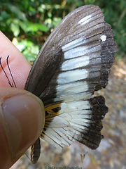 Papilio cynorta.jpg