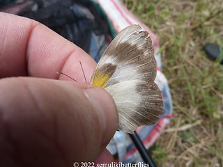 A. epaphia.jpeg