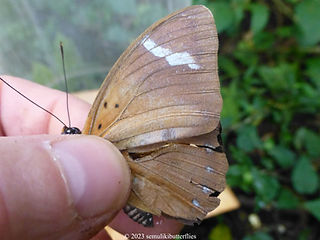 Euphaedra simplex.jpeg