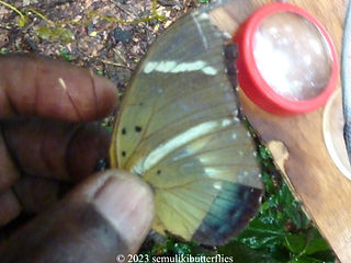 Euphaedra albofasciata.jpeg