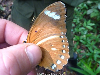Euphaedra hybrida.jpeg