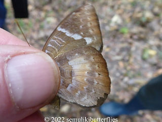 Euriphene saphirina.jpeg