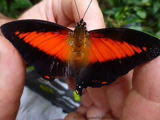 Charaxes zingha.jpeg