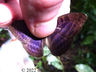 Euriphene ribensis.jpeg