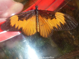 Acraea aurivillii.jpeg