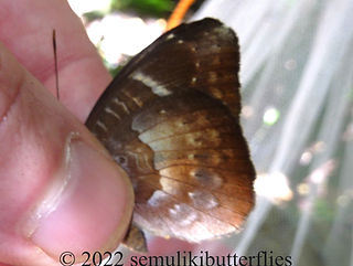 Euriphene saphirina.jpeg