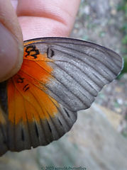 Cymothoe coccinata.jpeg
