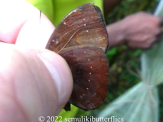 Euriphene saphirina.jpeg