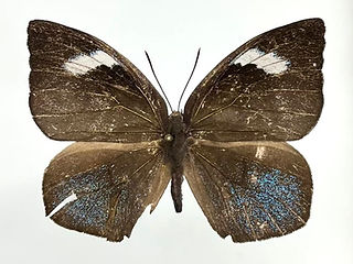 Phytala elais.jpeg