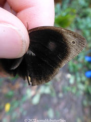 Bicyclus mollitia.jpeg