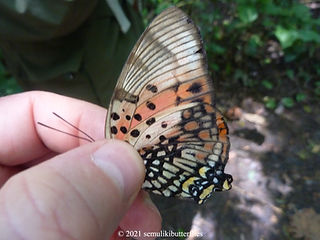 Charaxes zingha.jpeg