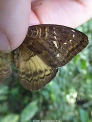 Euriphene saphirina.jpeg