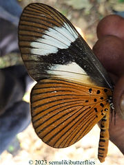 Acraea schubotzi.jpeg