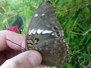 Charaxes tiridates.jpeg