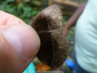 Bicyclus mollitia.jpeg