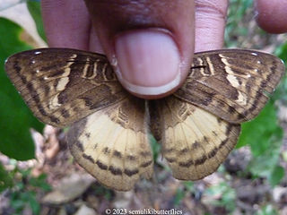 Euriphene saphirina.jpeg