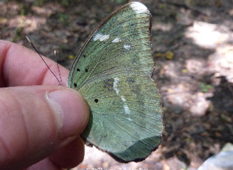 Euphaedra medon.jpeg