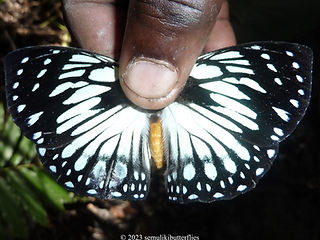 Charaxes crossleyi.jpeg