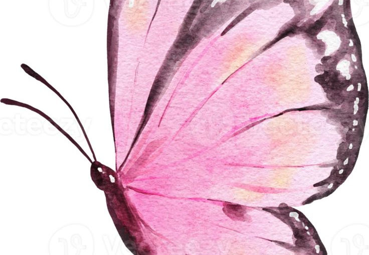 mariposa acuarela ilustración.jpeg