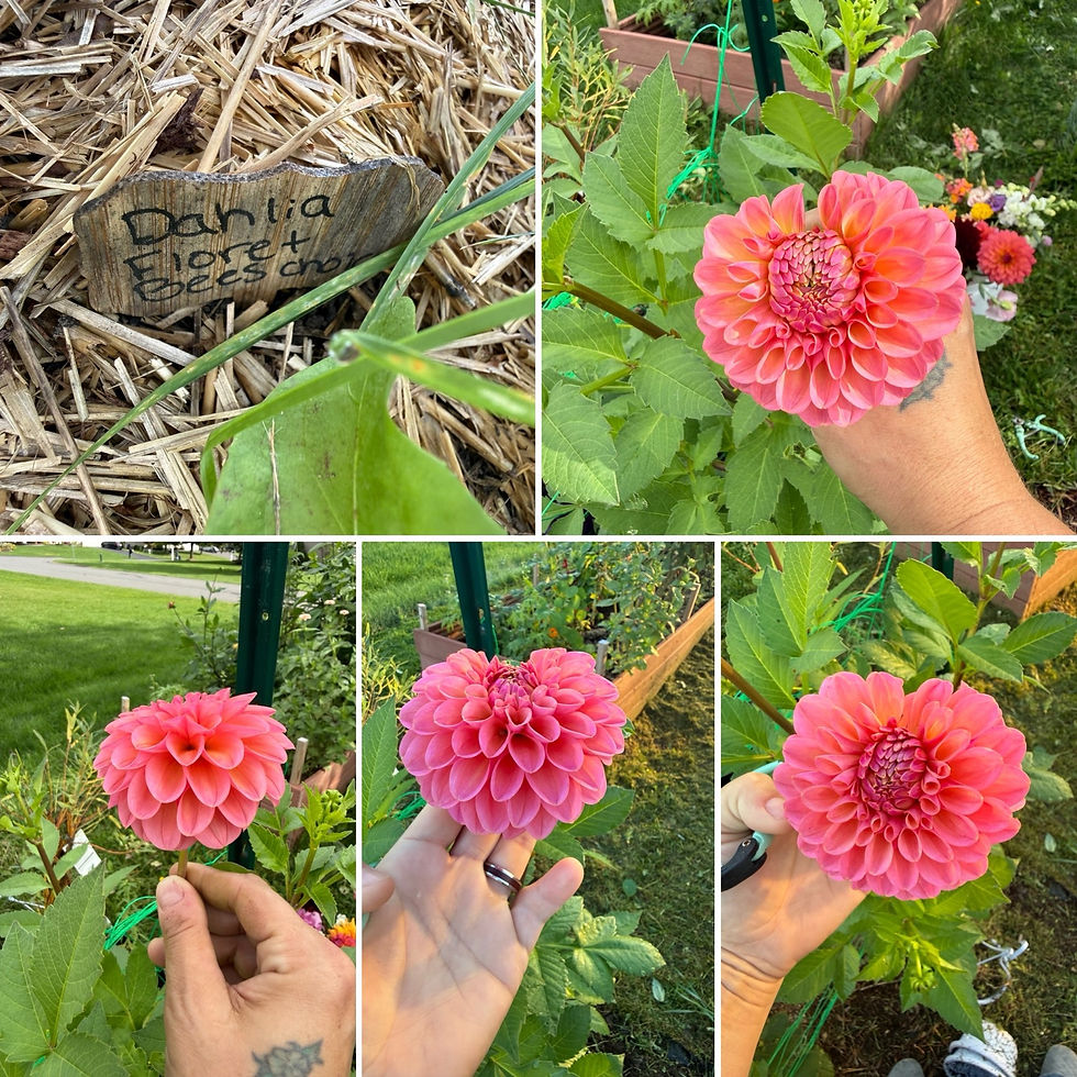 Warm coral-pink Floret Bee's Choice seedling dahlia