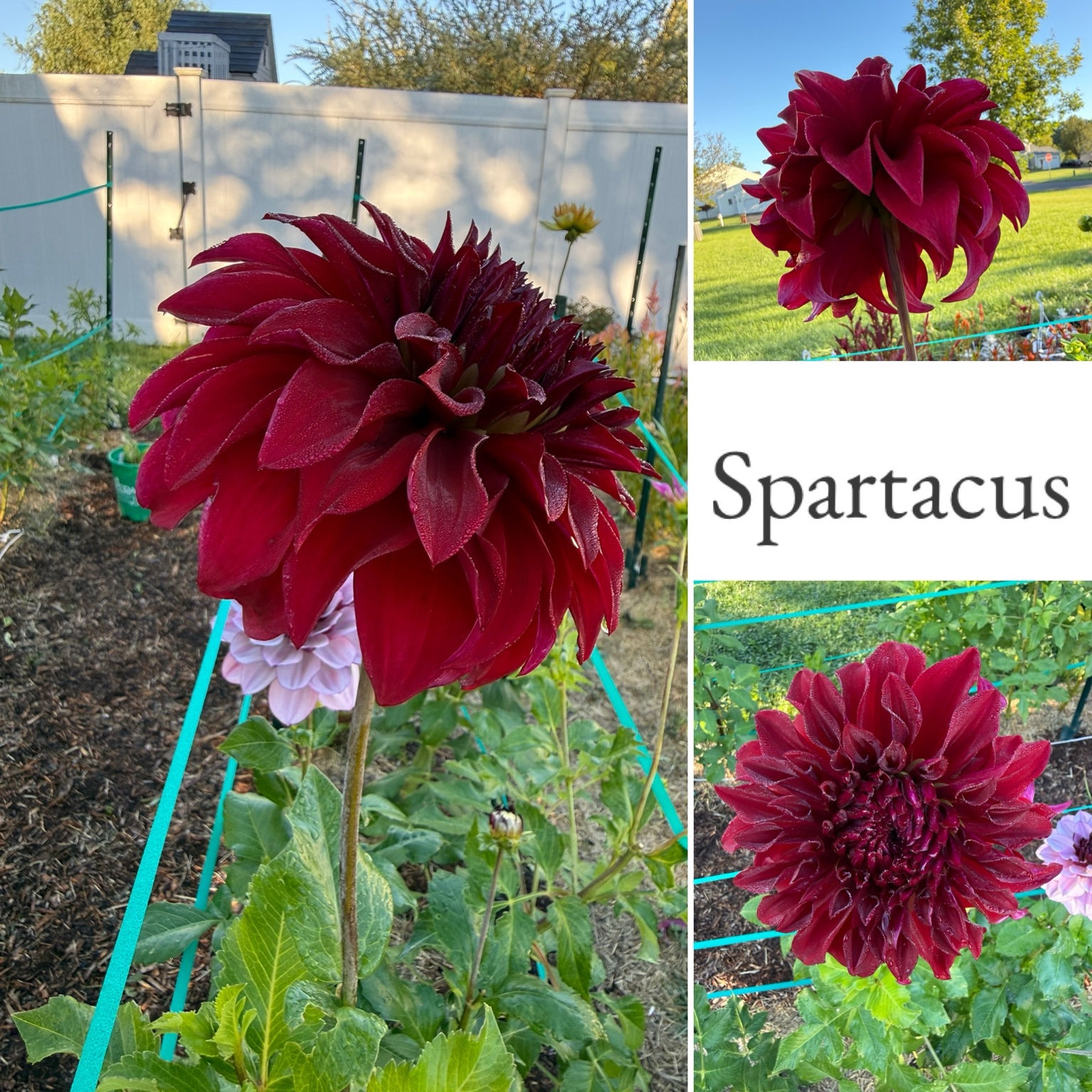 Velvety crimson-red Spartacus dahlia bloom