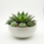 Succulent Garden Bowl
