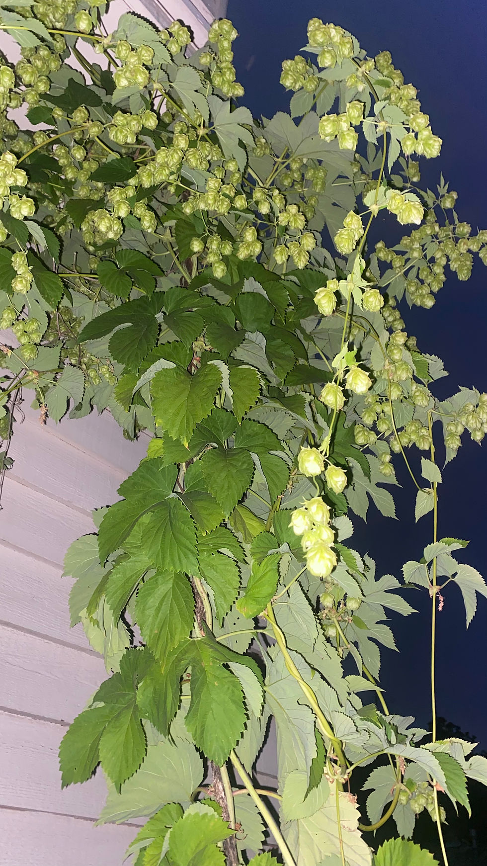 Nighttime hop vine climbing a house wall, heavy with pale green cone clusters and dark green leaves against a dark blue sky.