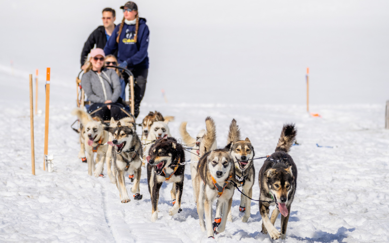 dogsledding on a glacier in alaska during the summer