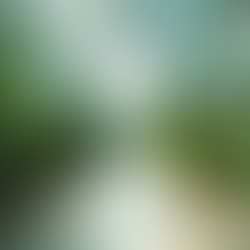 What to Expect: Lincoln Park Conservatory Wedding Costs and Planning Tips