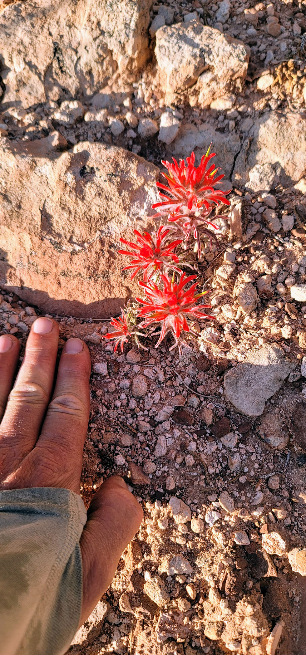 Hand touches rocky ground beside bright red wildflowers, bathed in sunlight, conveying a sense of exploration and nature's beauty.