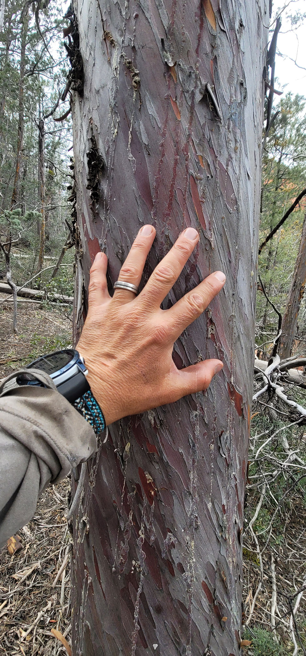 Hand with a ring touching textured bark of a large tree in a forest. Wristwatch visible. Surrounding trees in the background.