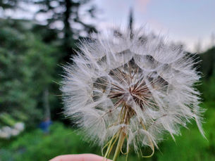 prayers like seeds on the wind