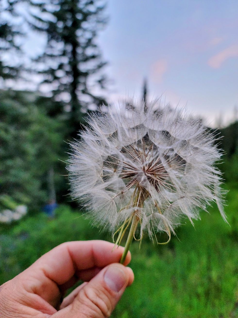 A hand holds a fluffy dandelion against a blurred background of green grass and tall trees under a clear sky at dusk.