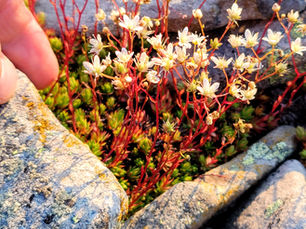 Finger touches small white flowers with red stems among green moss and gray rocks in sunlight.