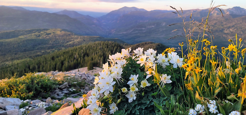 White and yellow wildflowers in the foreground with a scenic mountain range and forest backdrop under a soft, colorful sunset sky.