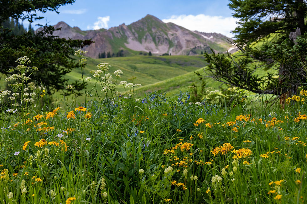 Wildflowers bloom in a vibrant green meadow with yellow and white blossoms. A distant mountain looms under a blue sky with scattered clouds.