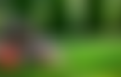 CONSEILS D'ENTRETIEN DU GAZON POUR LE MOIS DE MAI !