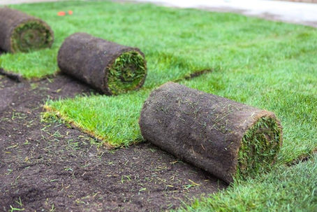 Comment bien poser votre gazon en rouleau ?