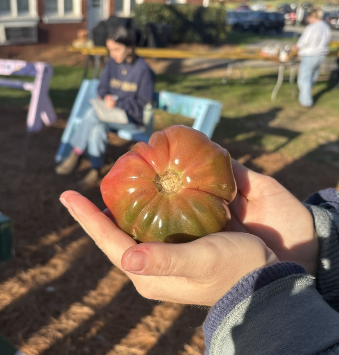 Cherokee Purple (Suggested Donation $5)