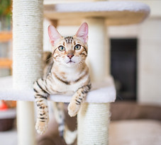 Cat Resting
