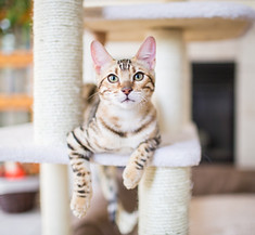 Cat Resting