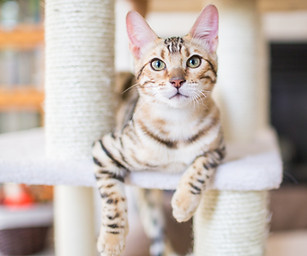 Cat Resting