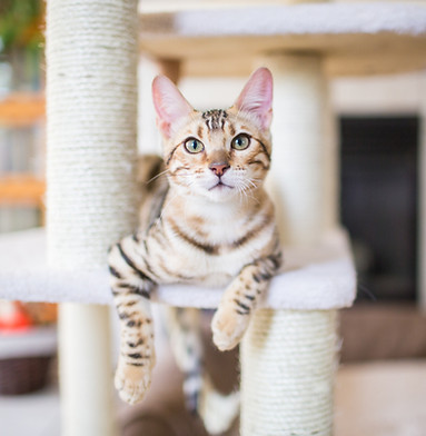 Katze Ruhe