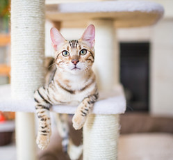 Cat Resting