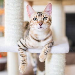 Cat Resting