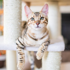 Cat Resting