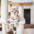 Cat On Cat Tree