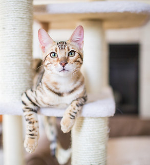 猫の休息