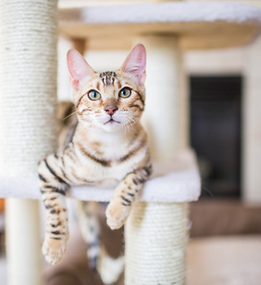 Cat Resting